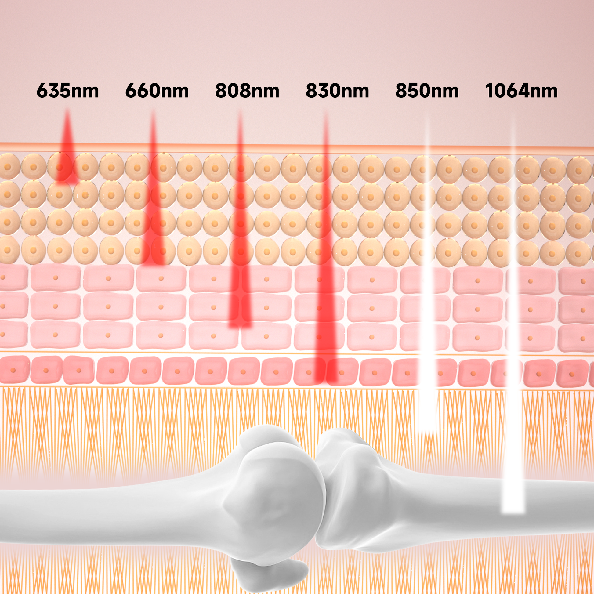 Revitalize your body from the surface to the core with the Lumyhealth Multi-Spectrum Red Light Therapy Pad. Featuring six therapeutic wavelengths (635, 660, 808, 830, 850, and 1064nm), this pliable, easy-to-clean pad delivers layered healing—from skin rej