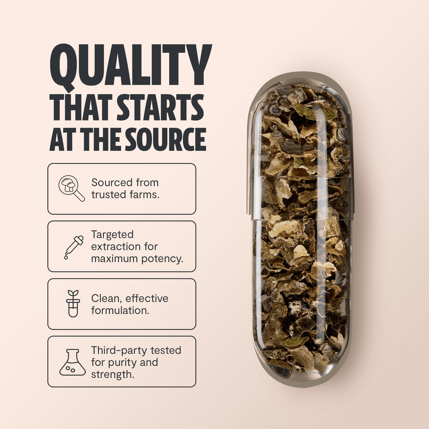 Premium turkey tail mushroom capsules for immune and digestive support. A powerful mushroom supplement extracted for maximum potency, delivering 10,000mg raw turkey tail per serving.