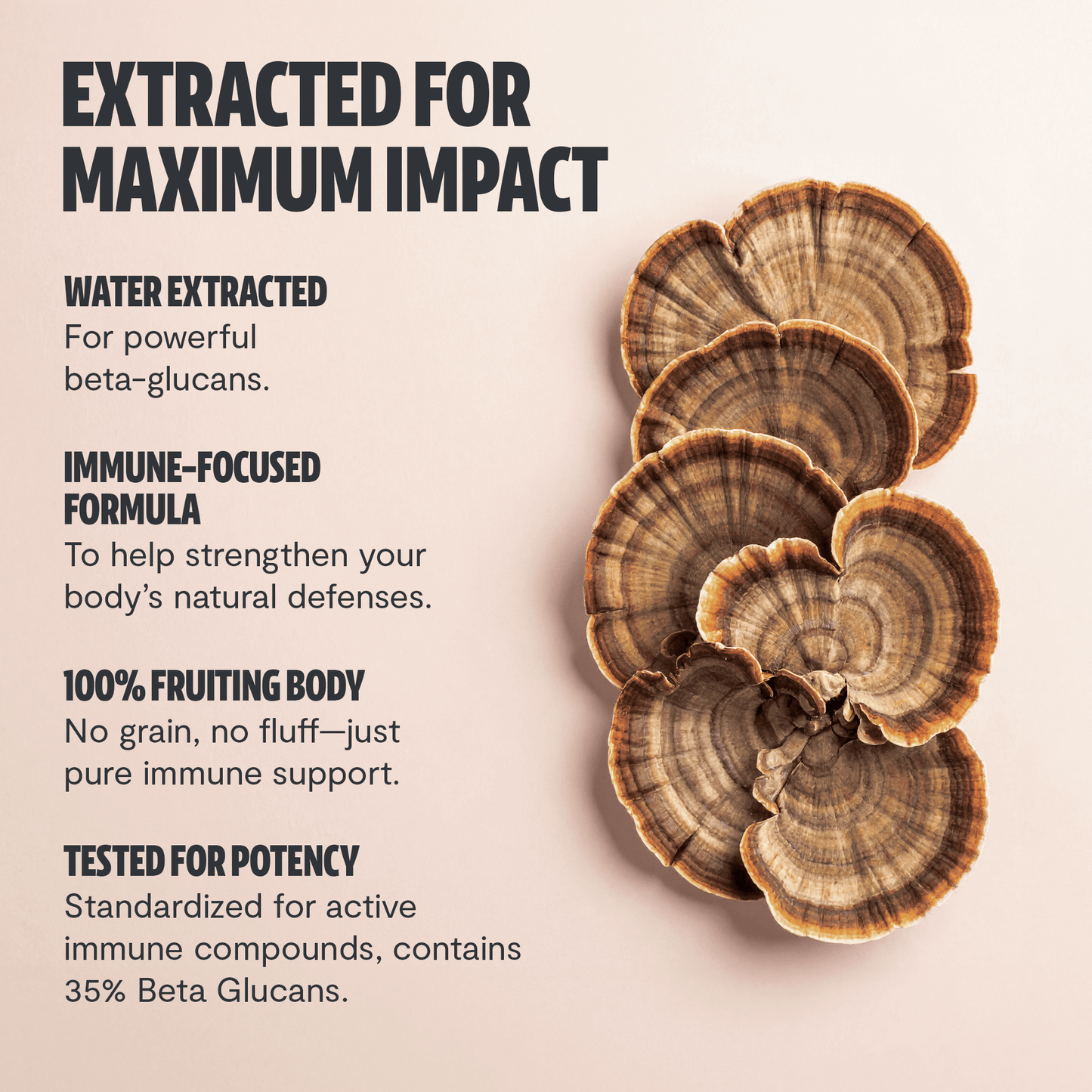 Premium turkey tail mushroom capsules for immune and digestive support. A powerful mushroom supplement extracted for maximum potency, delivering 10,000mg raw turkey tail per serving.