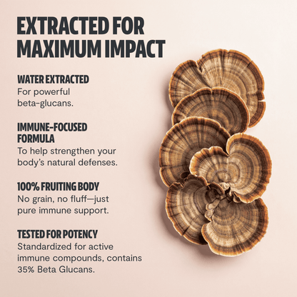 Premium turkey tail mushroom capsules for immune and digestive support. A powerful mushroom supplement extracted for maximum potency, delivering 10,000mg raw turkey tail per serving.