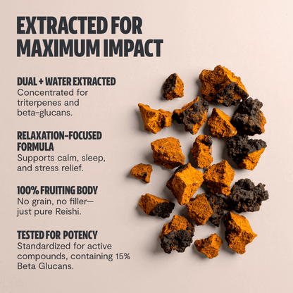 Premium Chaga mushrooms capsules for immune and antioxidant support. Dual-extracted for maximum potency, delivering 14,000mg raw mushroom power for comprehensive wellness.